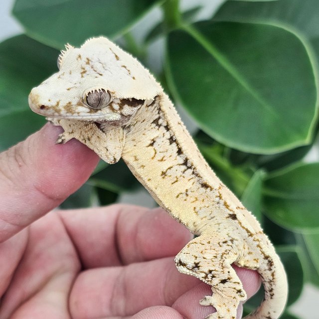 Normal Extreme Harlequin Drippy White Spot