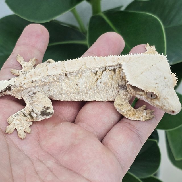 Normal White Drippy White Spot