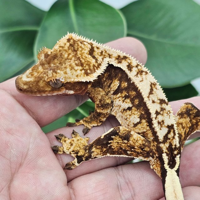 Normal Red Extreme Harlequin White Spot
