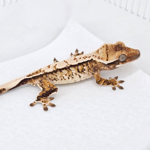 Normal Tri Extreme Harlequin White Spot