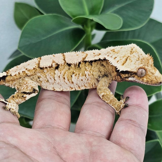 Normal Tangerine Extreme Harlequin White Spot