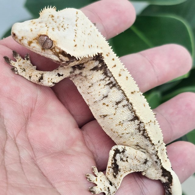 Normal White Drippy White Spot