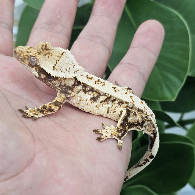 Normal Extreme Harlequin Drippy White Crown White Spot