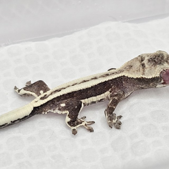 릴잔틱 슈퍼스트라이프 풀핀 쿼드