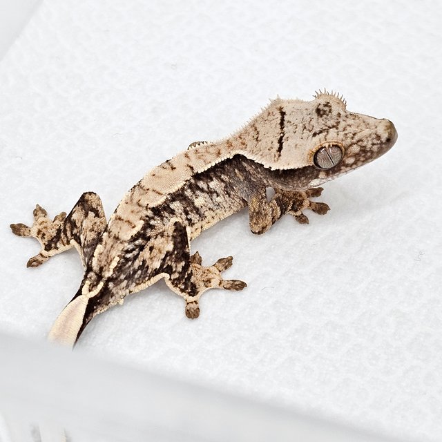 노멀 드리피 화이트스팟