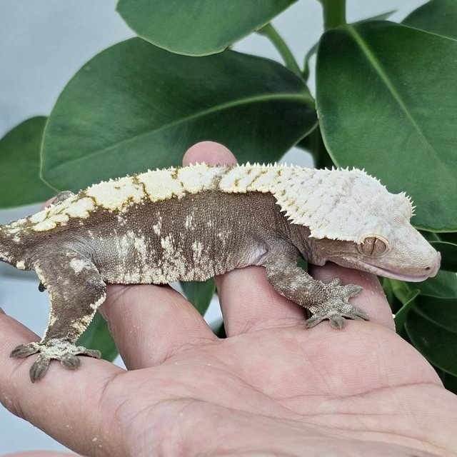 100% Het Axanthic