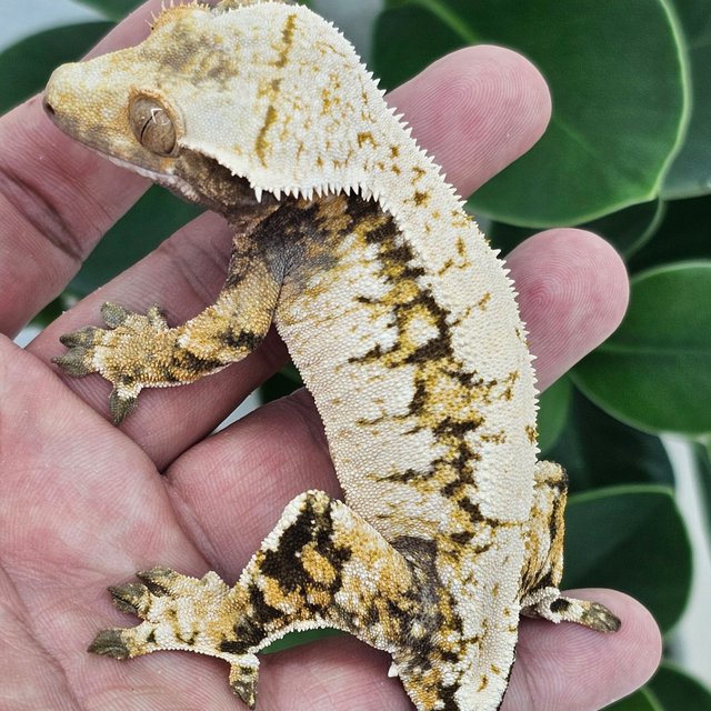 Normal Extreme Harlequin White Spot