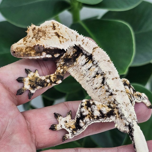 Normal Extreme Harlequin White Drippy White Spot
