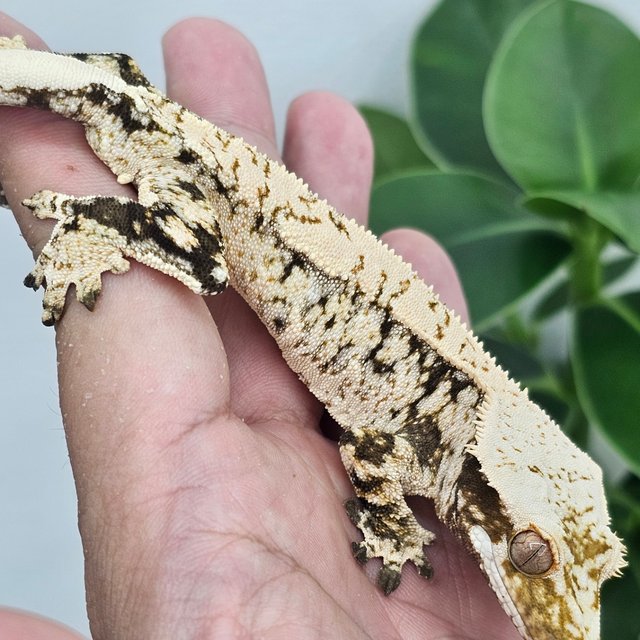Drippy White Extreme Harlequin White Spot Normal