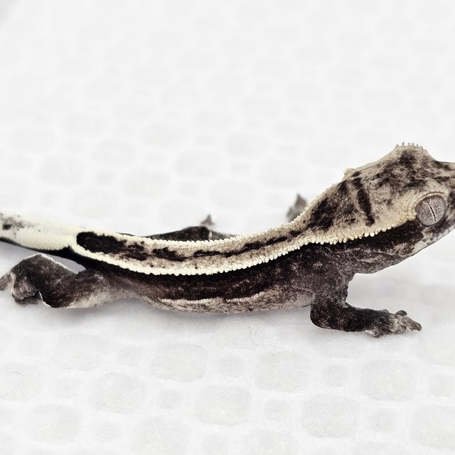 아잔틱 풀핀 쿼드