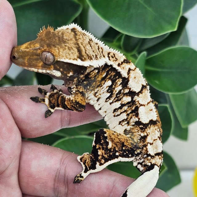 Extreme Harlequin White Crown White Spot