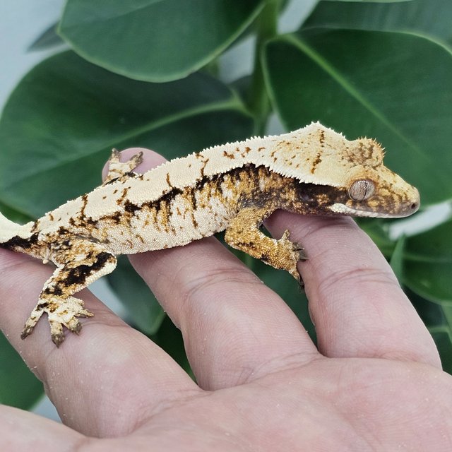 Normal Extreme Harlequin Drippy White Spot