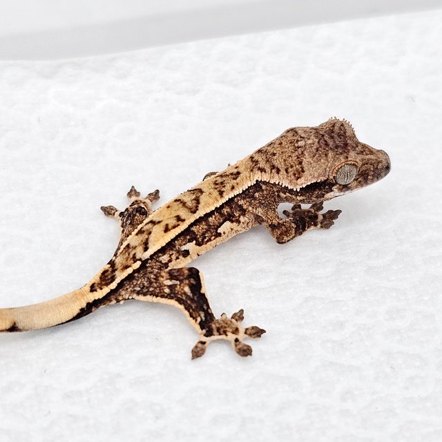 노멀 드리피 화이트스팟