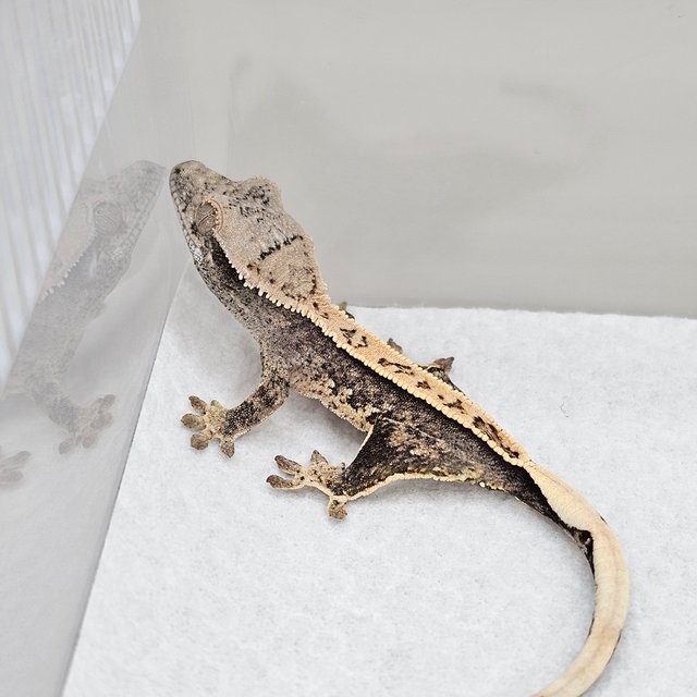 노멀 드리피 풀핀 화이트스팟