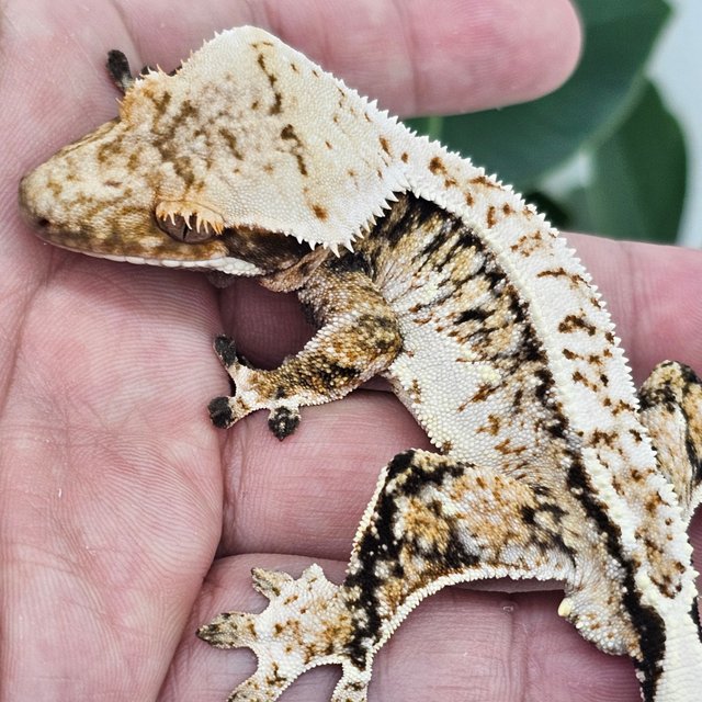 Normal Drippy White Spot