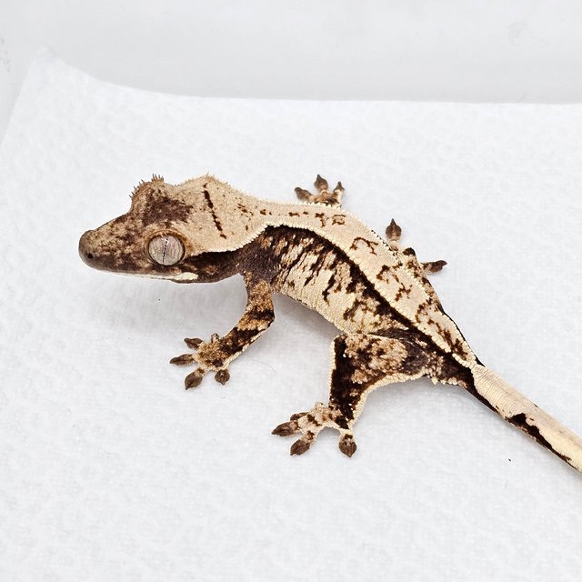 노멀 화이트스팟