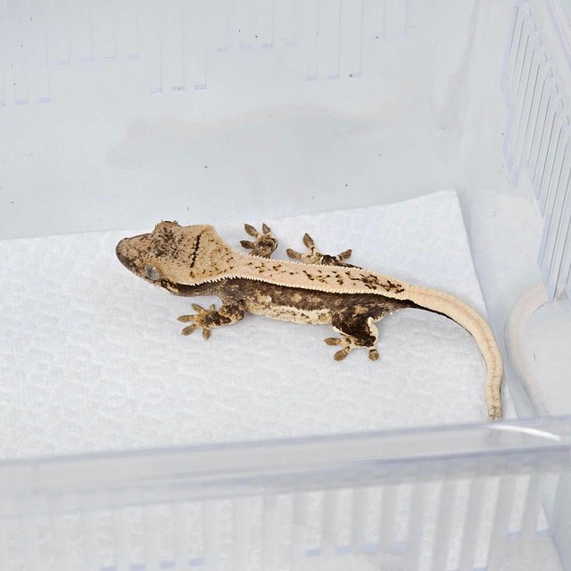 노멀 트라이 할리퀸