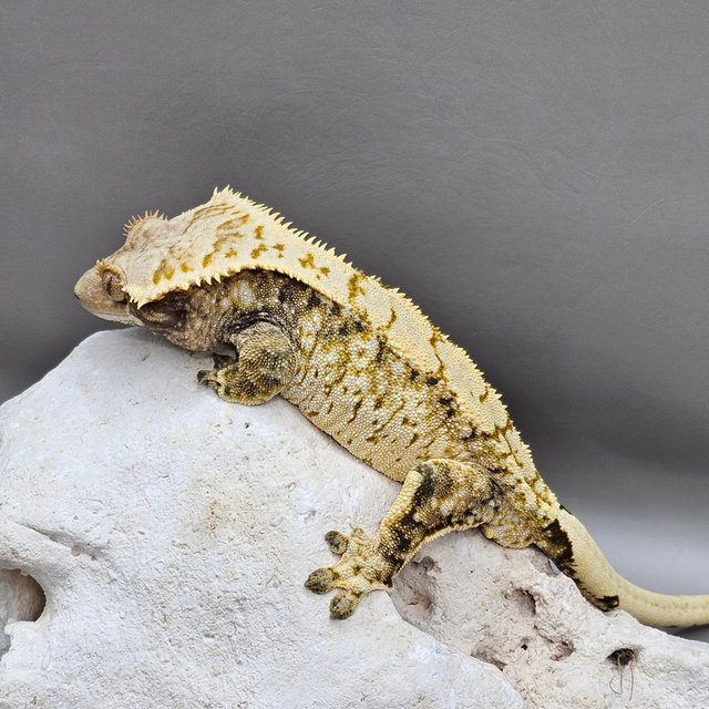White Spot Normal Extreme Harlequin