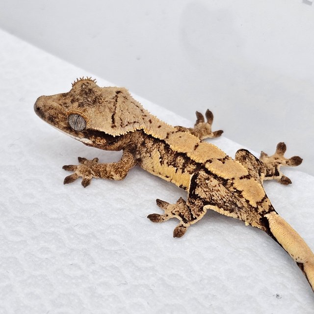 노멀 드리피 화이트스팟