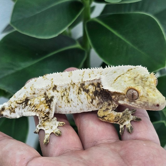 Normal Drippy Extreme Harlequin White Spot