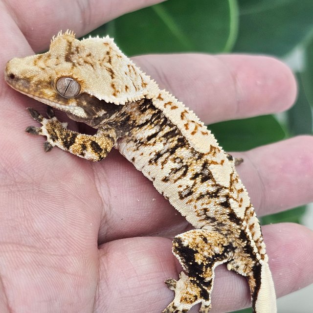 White Spot Extreme Harlequin Drippy Tri Normal