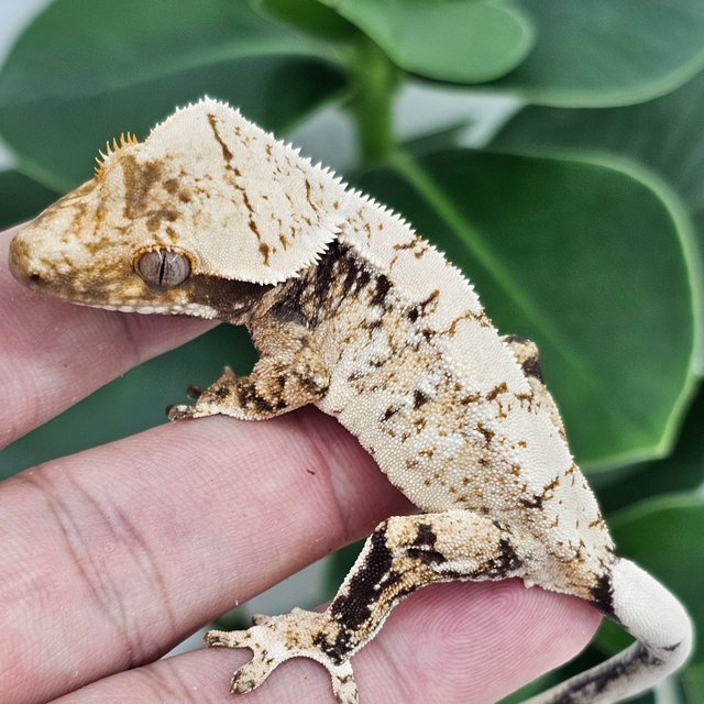 Normal Extreme Harlequin Drippy White Spot