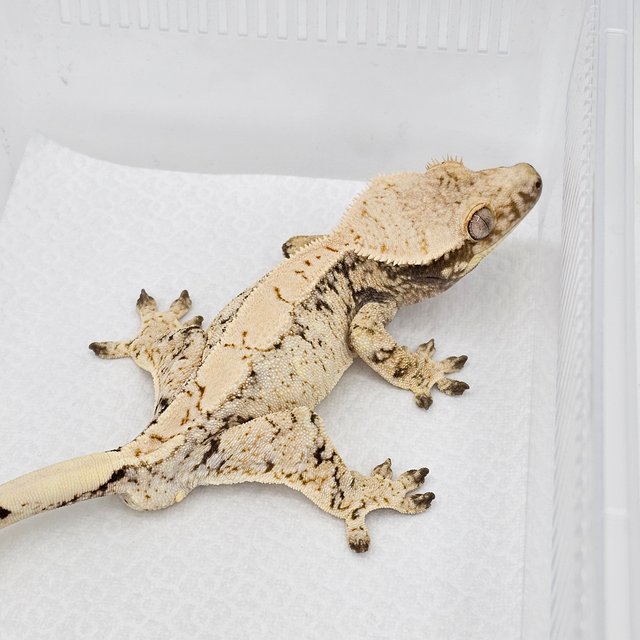 노멀 드리피 화이트스팟