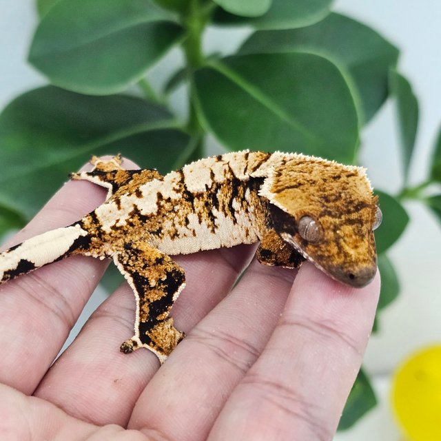 Normal Tangerine Extreme Harlequin White Spot