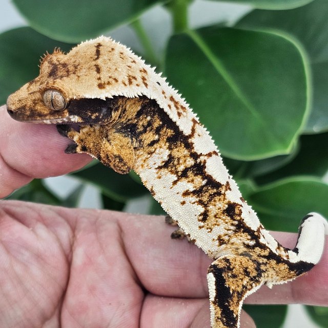 Normal Tangerine Tri Extreme Harlequin White Spot