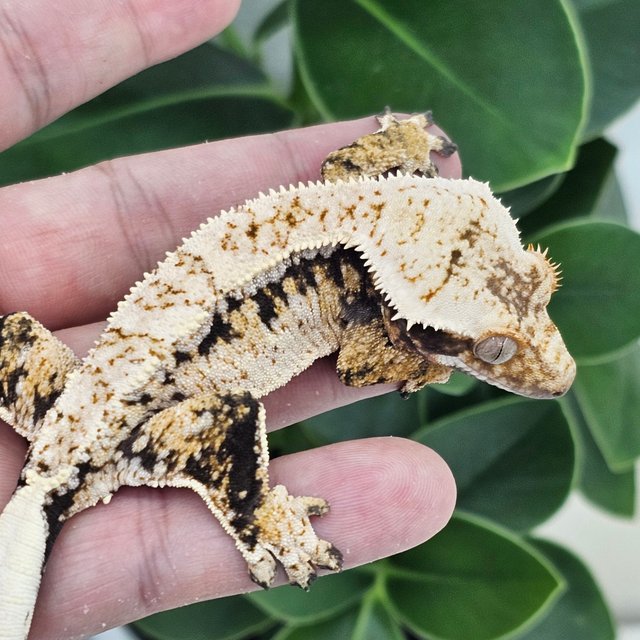 Normal Extreme Harlequin Drippy White Spot