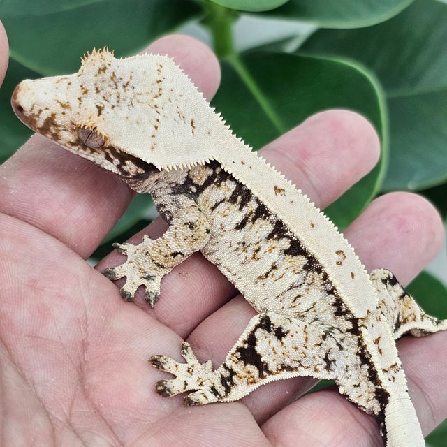 Normal Extreme Harlequin White Drippy White Spot