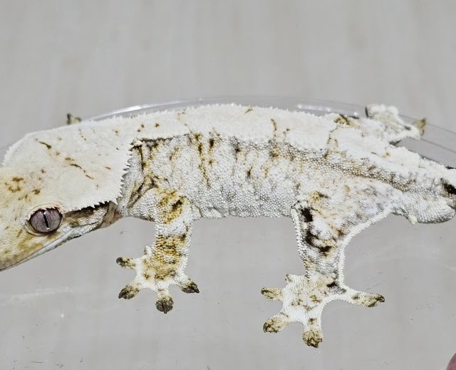 노멀 드리피 화이트스팟