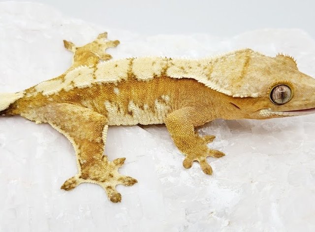 노멀 드리피 화이트스팟