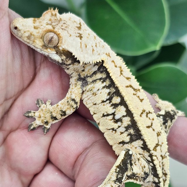 Normal Extreme Harlequin White Spot