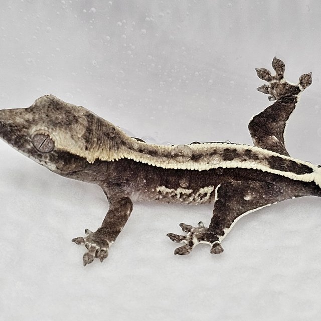 아잔틱 슈퍼스트라이프 풀핀 쿼드