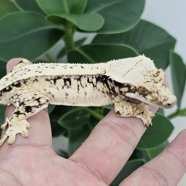 White Spot Drippy Normal Full Pinstripe