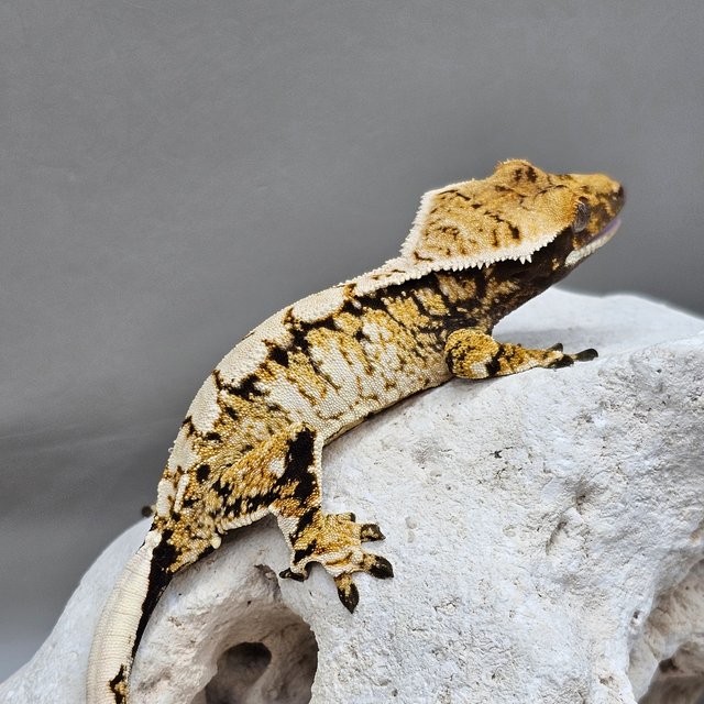 노멀 트라이 할리퀸 화이트스팟