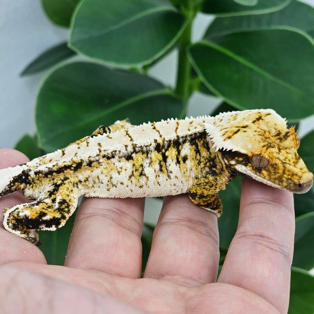 Normal Tri Extreme Harlequin Drippy White Spot