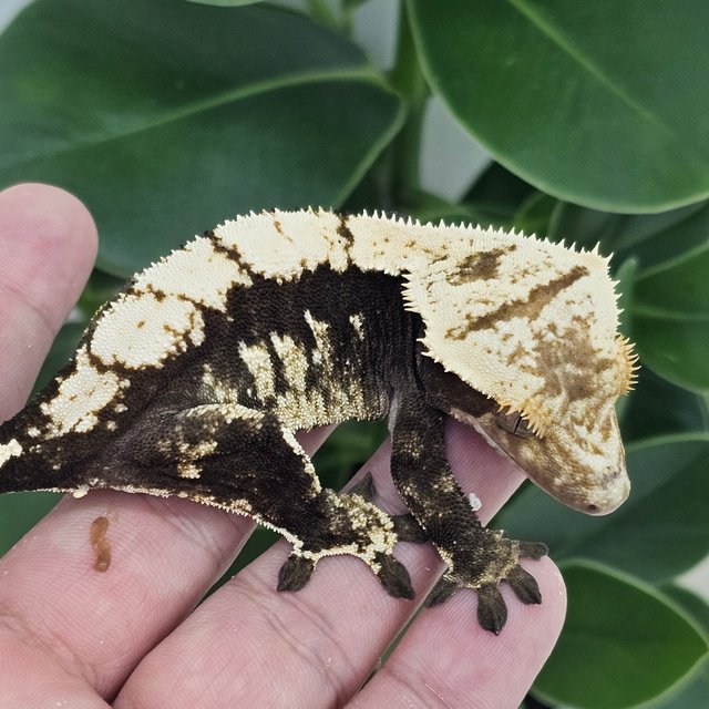 100% Het Axanthic