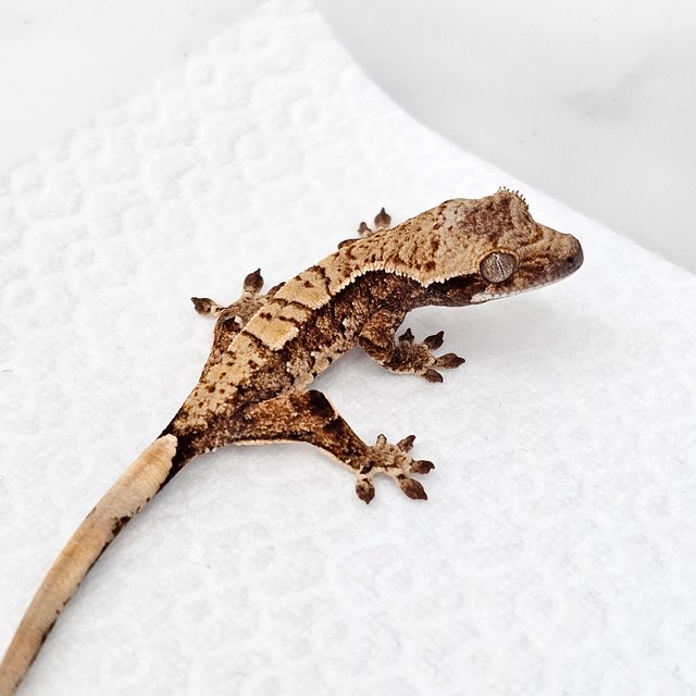 노멀 드리피 화이트스팟