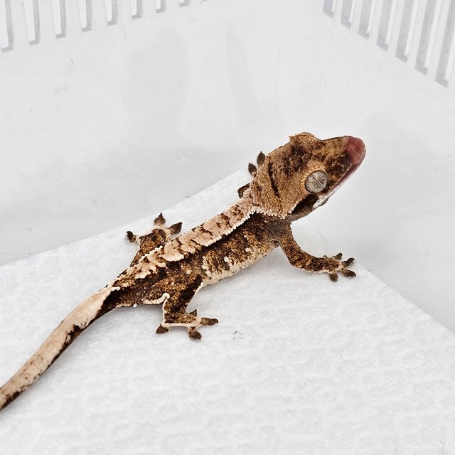 노멀 드리피 화이트스팟