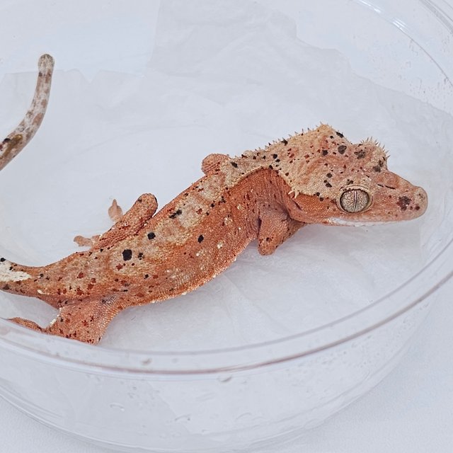 Red Dalmatian