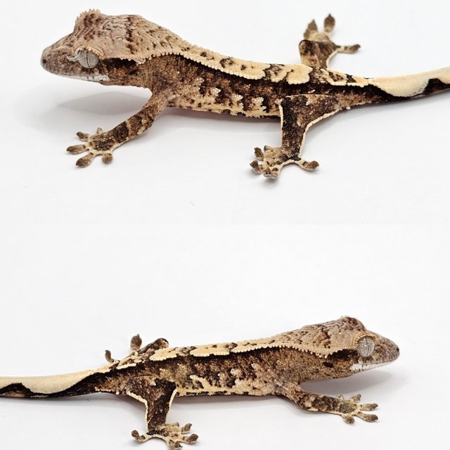 노멀 드리피 화이트스팟