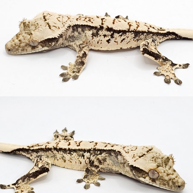 노멀 드리피 화이트스팟