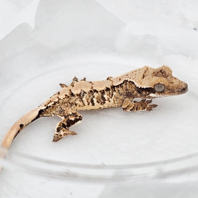 Drippy Extreme Harlequin White Spot Normal