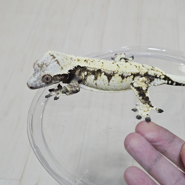 노멀 드리피 화이트스팟