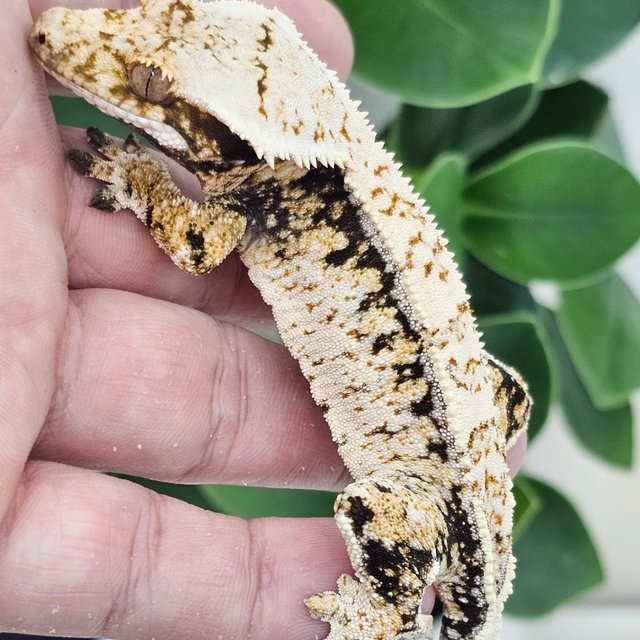 Normal Tri Extreme Harlequin Drippy White Spot