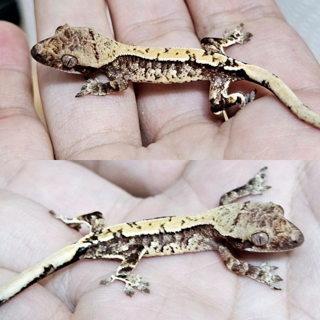 노멀 드리피 화이트스팟