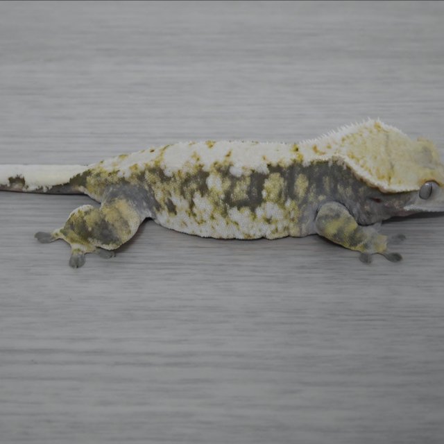 노멀 트라이 할리퀸 드리피 화이트스팟