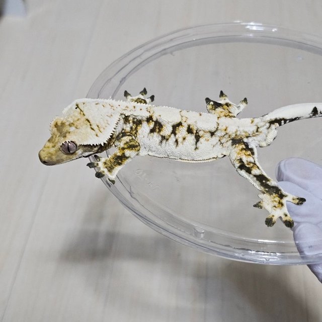 노멀 드리피 화이트스팟